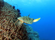 green turtle swimming,great barrier reef, cairns, queensland, au