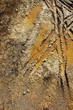 Mountain Bike Tracks in Mud Background