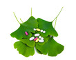 ginkgo leaf