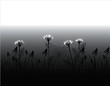 Vector: Silhouette of grass in black and white Silhouette of grass in black and white