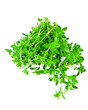Marjoram