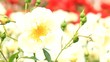 rose and carpenter bee