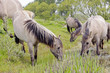 wild horses in beautiful landscape