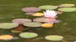 water lily
