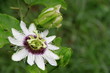 Passiflora flowers. Passiflora flowers.