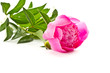pink peony