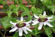 Passiflora flower Passiflora flower