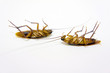 two cockroach dead