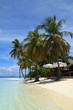 Palmtrees and white sunshades on a tropical beach