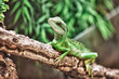 Iguana