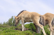 young konik foal  in landscape