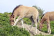 young konik foal  in landscape