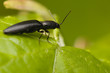 Elateridae