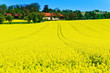 Gelbes Rapsfeld im Frühling
