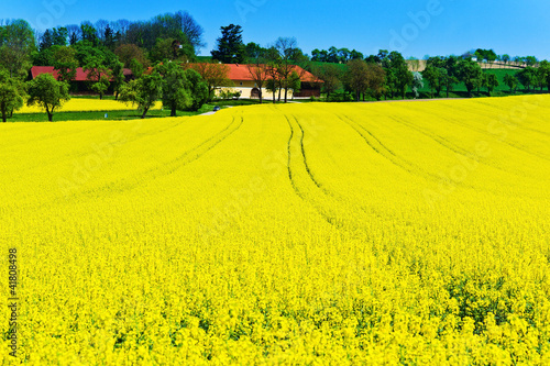 Photo: Gelbes Rapsfeld im Frühling Gelbes Rapsfeld im Frühling