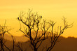 Beautiful sunset and dead tree Beautiful sunset and dead tree