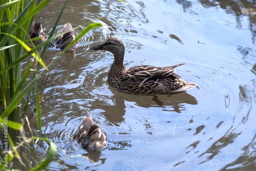 Photo: ducks ducks