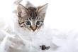 Süße Maine Coon Katze zwischen Federn