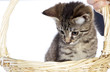 Süße Maine Coon Katze im Korb