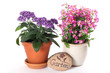Vanilleblume und Bauernorchidee