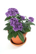 Vanilleblume