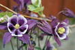 Photo: aquilegia flowers aquilegia flowers