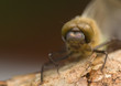 Cordulia aenea
