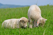 young lambs