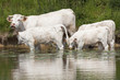 Les belles au bain - Bathing beauties