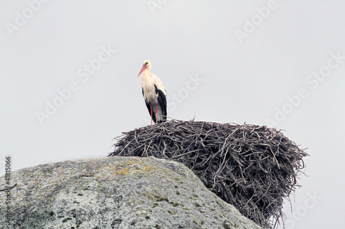 Photo: Cigüeña en su nido, ciconia ciconia Cigüeña en su nido, ciconia ciconia