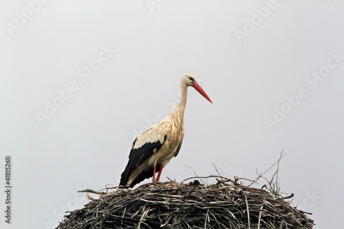 Photo: Cigüeña en su nido, ciconia ciconia Cigüeña en su nido, ciconia ciconia
