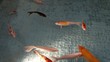 Pool for gold fishes
