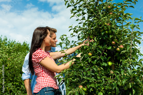 Photo: Couple harvesting apples in summer Couple harvesting apples in summer