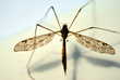 Gnat