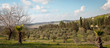 Spring landscape .