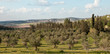 Spring landscape .