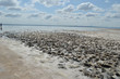 Coast of a dried and salted lake
