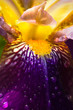 Purple German Iris or Iris germanica macro