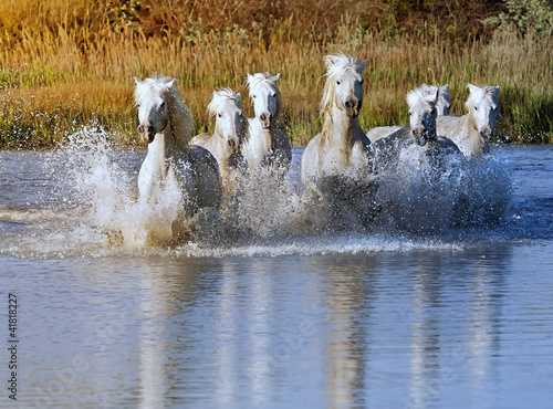 Photo: Horse Splash Horse Splash