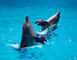 Foto: Two dolphins frolic in the blue water with balls Two dolphins frolic in the blue water with balls