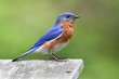 Male Eastern Bluebird Male Eastern Bluebird