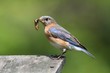 Female Eastern Bluebird With Insect Female Eastern Bluebird With Insect
