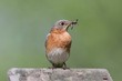 Female Eastern Bluebird With Insect Female Eastern Bluebird With Insect