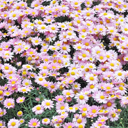 Foto: Daisy flower Daisy flower