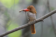 Banded Kingfisher (Female) Banded Kingfisher (Female)