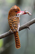 Banded Kingfisher (Female) with prey Banded Kingfisher (Female) with prey