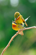 Blue-Tailed Bee Eater Mating Blue-Tailed Bee Eater Mating