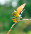 Blue-Tailed Bee Eater Blue-Tailed Bee Eater