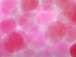microscopic translucent pink ball under water