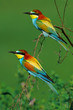 Gruccioni